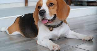 personalidade e saúde do cachorro beagle