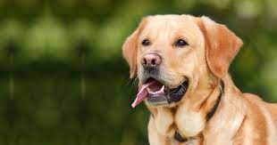 Cachorro Raça Labrador