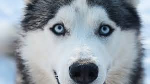 Cachorro Raça Husky Siberiano